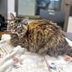 Thumbnail photo of Sunshine #3