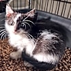 Thumbnail photo of Domino #2