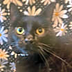 Thumbnail photo of Daisy #1