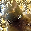 Thumbnail photo of Daisy #2