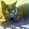 Thumbnail photo of Daisy #3