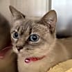 Thumbnail photo of Sterling #2