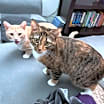 Thumbnail photo of Zuzu & George *Bonded Pair* #4