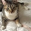 Thumbnail photo of Momma Cleo #2