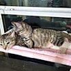 Thumbnail photo of Momma Cleo #4