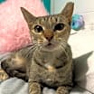 Thumbnail photo of Abby #1