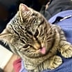 Thumbnail photo of Calandra #3