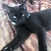 Thumbnail photo of Luna #2