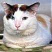 Thumbnail photo of Theodore #2