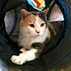 Thumbnail photo of Strawberry #1