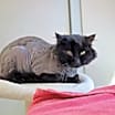 Thumbnail photo of Lucius #3