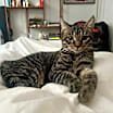 Thumbnail photo of Oolong #2