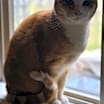 Thumbnail photo of Petal #2