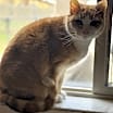 Thumbnail photo of Petal #3