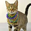 Thumbnail photo of Marble #1