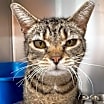 Thumbnail photo of Brooksi #1