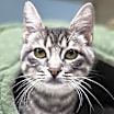 Thumbnail photo of Wasabi #1
