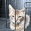 Thumbnail photo of Wasabi #2