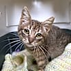 Thumbnail photo of Wasabi #3