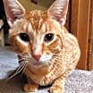 Thumbnail photo of Bailey #2