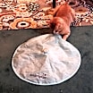 Thumbnail photo of Bailey #4