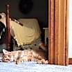 Thumbnail photo of Bailey #1