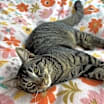 Thumbnail photo of Mochi #1