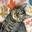 Thumbnail photo of Mochi #2