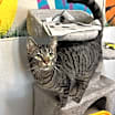 Thumbnail photo of Mochi #3