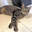 Thumbnail photo of Mochi #4