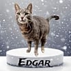Thumbnail photo of Edgar Allen Poe #1