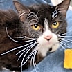 Thumbnail photo of Bronx #1