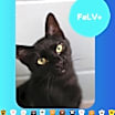 Thumbnail photo of Flip (Nutmeg) #1