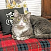 Thumbnail photo of Martin #1