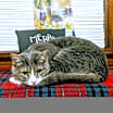 Thumbnail photo of Martin #2
