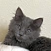 Thumbnail photo of Nikolai #1