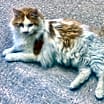 Thumbnail photo of Moocher #1