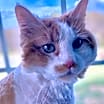 Thumbnail photo of Moocher #2