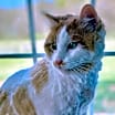 Thumbnail photo of Moocher #3