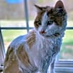 Thumbnail photo of Moocher #4