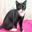 Thumbnail photo of Aurora #4