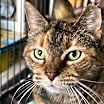 Thumbnail photo of Ginger #1
