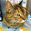 Thumbnail photo of Ginger #2