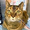 Thumbnail photo of Ginger #3
