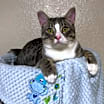 Thumbnail photo of Elvis #1