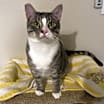 Thumbnail photo of Elvis #2