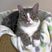 Thumbnail photo of Elvis #3