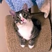 Thumbnail photo of Elvis #4