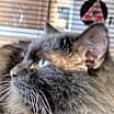 Thumbnail photo of Zorro #2