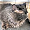 Thumbnail photo of Zorro #3